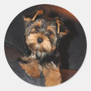 Recherche de terriers yorkshire autocollants Yorkie