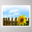 Zoek naar zonnebloem afbeeldingen posters Geel