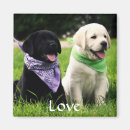 Recherche de canines magnets Chiots