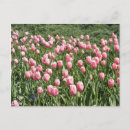 Recherche de beaucoup cartes postales Rose