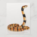 Recherche de sang total Reptiles