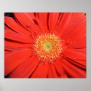 Recherche de gerbera rouge posters Marguerite