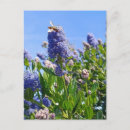 Recherche de fleurs lilas cartes postales Nature