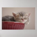 Zoek naar koffer posters Kat