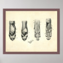Recherche de anatomie chien art Os