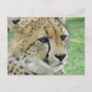 Zoek naar cheetah briefkaarten Safari