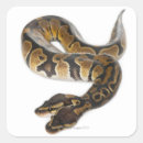 Recherche de python autocollants Balance