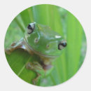Zoek naar groene kikker stickers Ecologie