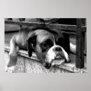 Recherche de noir blanc chien posters Monochrome
