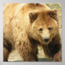 Recherche de ours gris art Animal