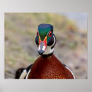 Recherche de canards sauvages posters Sauvagine