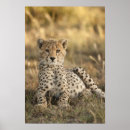 Recherche de jubatus posters Tache