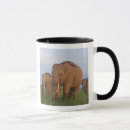 Recherche de défenses tasses Sauvage
