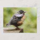 Recherche de oiseau bébé cartes postales Robin