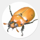 Recherche de scarab autocollants Nature
