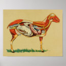 Recherche de petit agneau posters Animal de ferme