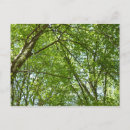 Recherche de ceintures cartes postales Vert
