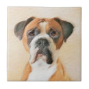 Recherche de boxer carreaux Chien