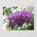 Recherche de buddleia Violet
