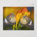 Recherche de papillon tropical cartes postales Jaune
