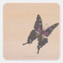 Recherche de peinture papillon autocollants Mignon