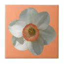 Recherche de fleur jonquille carreaux Floral