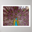 Recherche de hache posters Animal