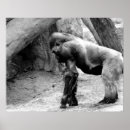 Recherche de gorille masculin Primat