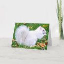 Recherche de albinos Rare