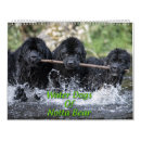 Recherche de ours calendriers Chiens