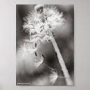 Recherche de fleur de pissenlit posters Herbe
