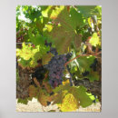 Recherche de vignes posters Raisins