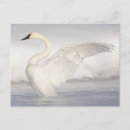 Recherche de cygne cartes postales Matin