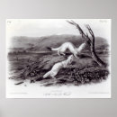 Recherche de belette posters Mammifère