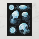 Recherche de haeckel cartes postales Biologie