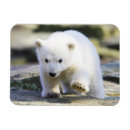 Recherche de polaire magnets Faune