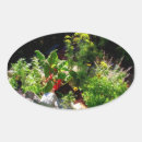Recherche de aromatique Vert