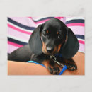 Recherche de puppy cartes postales Chiot