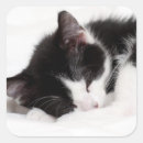 Recherche de pelucheux autocollants Chaton