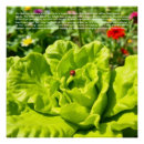 Recherche de coccinelle posters Insectes