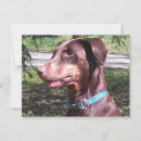 Recherche de pinscher dobermann cartes postales Dobère