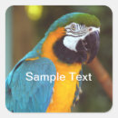 Recherche de perroquet coloré autocollants Oiseau tropical