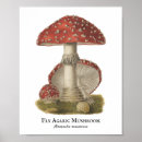 Recherche de champignon magique posters Pour tous