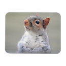 Recherche de écureuil magnets Rongeur