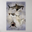 Recherche de megalodon posters Dinosaures