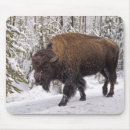Recherche de bison tapis souris Parc national de yellowstone