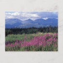 Recherche de fireweed Nature