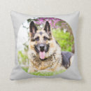 Recherche de shepard allemand Animal