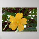 Recherche de rose de sharon Photographie
