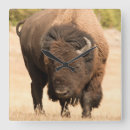 Recherche de bisons horloges Animal
